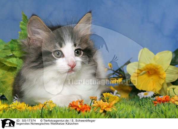 liegendes Norwegisches Waldkatze Ktzchen / SS-17374