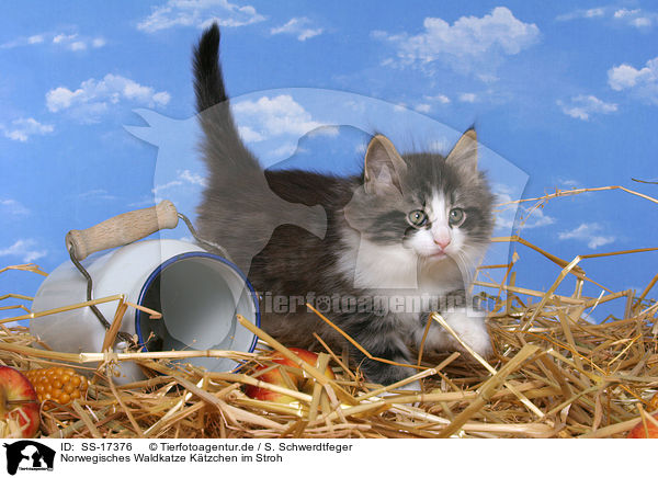 Norwegisches Waldkatze Ktzchen im Stroh / norwegian forest kitten in straw / SS-17376