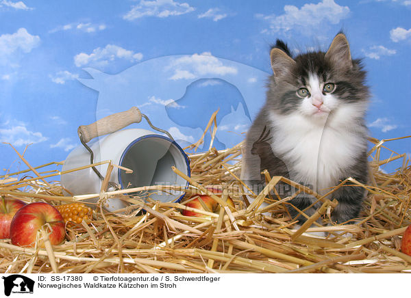 Norwegisches Waldkatze Ktzchen im Stroh / SS-17380