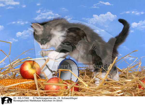 Norwegisches Waldkatze Ktzchen im Stroh / SS-17382