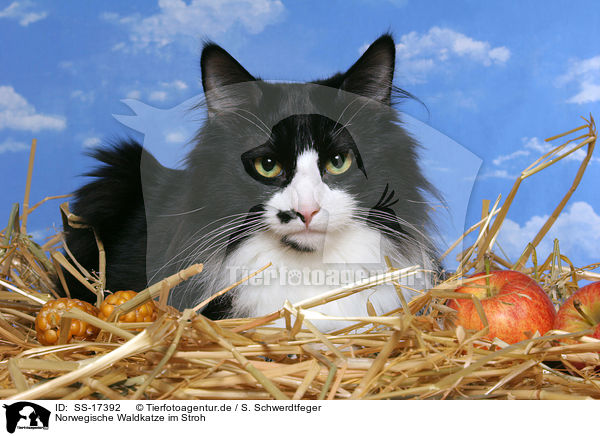 Norwegische Waldkatze im Stroh / SS-17392
