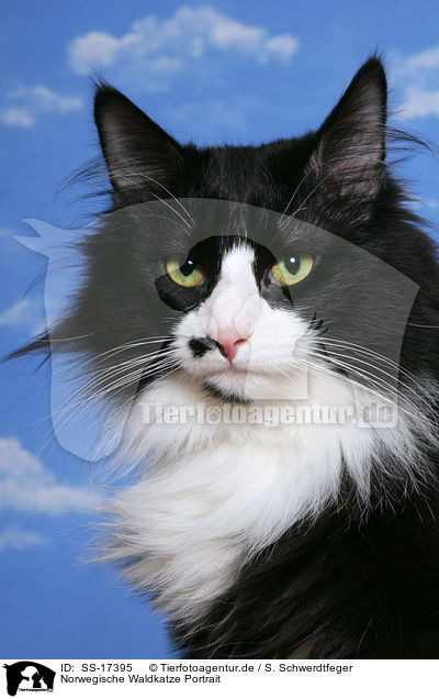 Norwegische Waldkatze Portrait / SS-17395