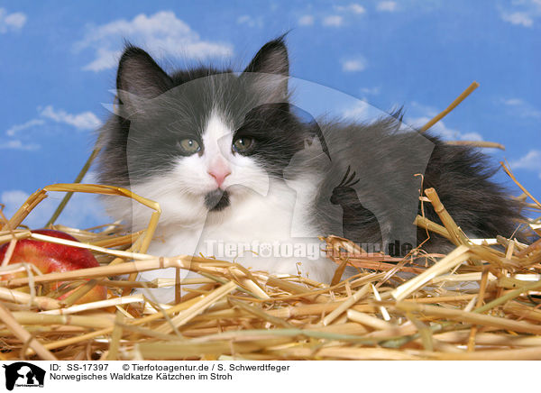 Norwegisches Waldkatze Ktzchen im Stroh / SS-17397