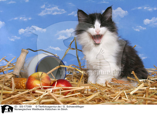 Norwegisches Waldkatze Ktzchen im Stroh / norwegian forest kitten in straw / SS-17399