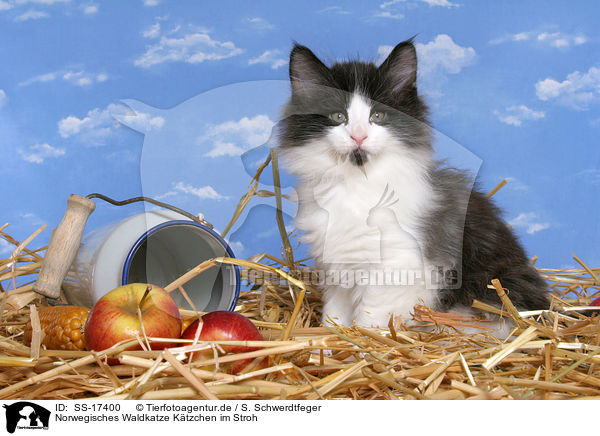 Norwegisches Waldkatze Ktzchen im Stroh / norwegian forest kitten in straw / SS-17400