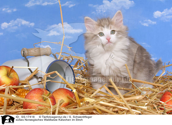 ses Norwegisches Waldkatze Ktzchen im Stroh / cute norwegian forest kitten in straw / SS-17418