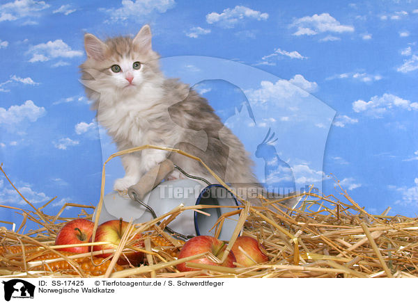 Norwegische Waldkatze / norwegian forest kitten in straw / SS-17425