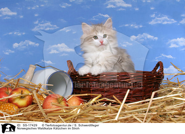 Norwegisches Waldkatze Ktzchen im Stroh / norwegian forest kitten in straw / SS-17429
