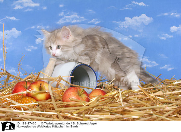 Norwegisches Waldkatze Ktzchen im Stroh / norwegian forest kitten in straw / SS-17436