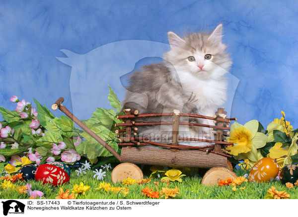 Norwegisches Waldkatze Ktzchen zu Ostern / SS-17443