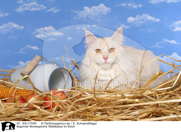 liegende Norwegische Waldkatze im Stroh / lying norwegian forest cat in straw / SS-17446