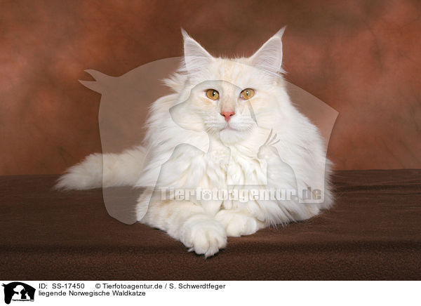 liegende Norwegische Waldkatze / lying norwegian forest cat / SS-17450