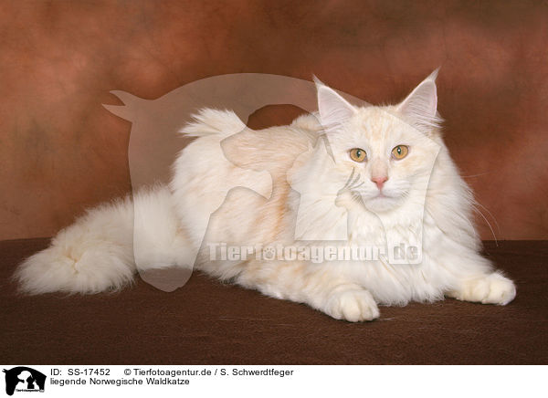 liegende Norwegische Waldkatze / lying norwegian forest cat / SS-17452