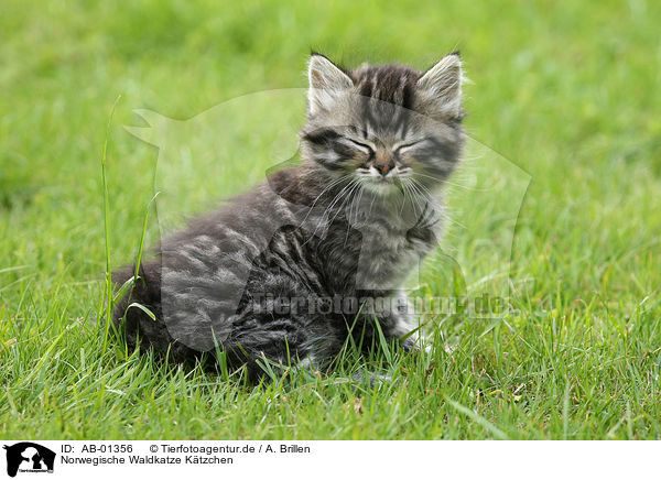 Norwegische Waldkatze Ktzchen / Norwegian Forest Cat kitten / AB-01356