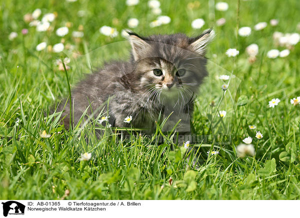 Norwegische Waldkatze Ktzchen / Norwegian Forest Cat kitten / AB-01365