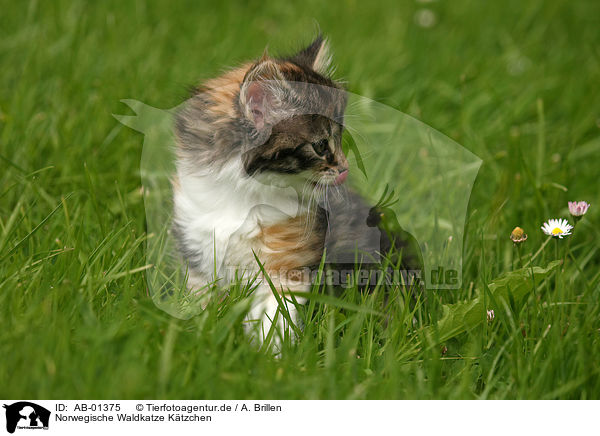 Norwegische Waldkatze Ktzchen / Norwegian Forest Cat kitten / AB-01375
