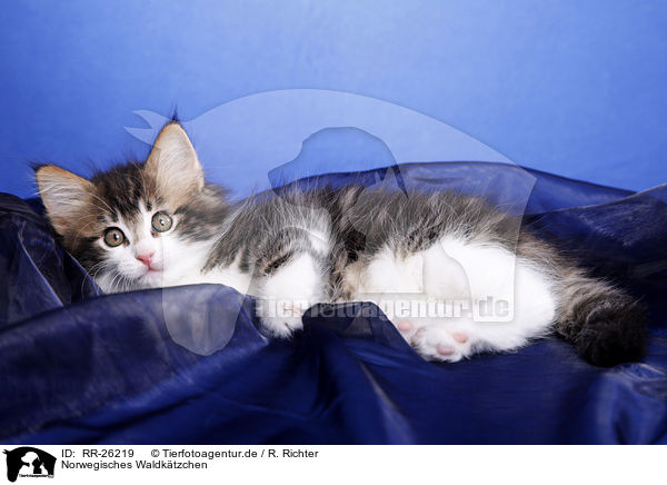 Norwegisches Waldktzchen / Norwegian Forest Kitten / RR-26219
