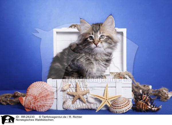 Norwegisches Waldktzchen / Norwegian Forest Kitten / RR-26230