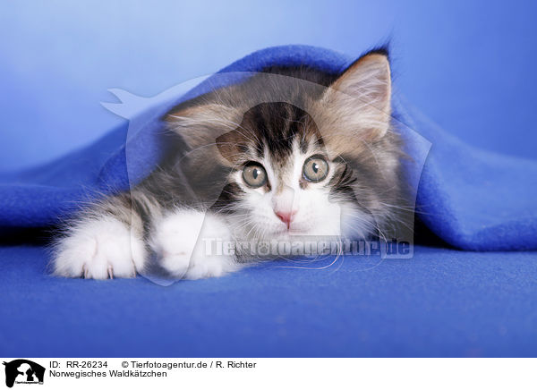 Norwegisches Waldktzchen / Norwegian Forest Kitten / RR-26234