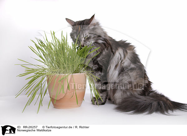 Norwegische Waldkatze / Norwegian Forest Cat / RR-26257