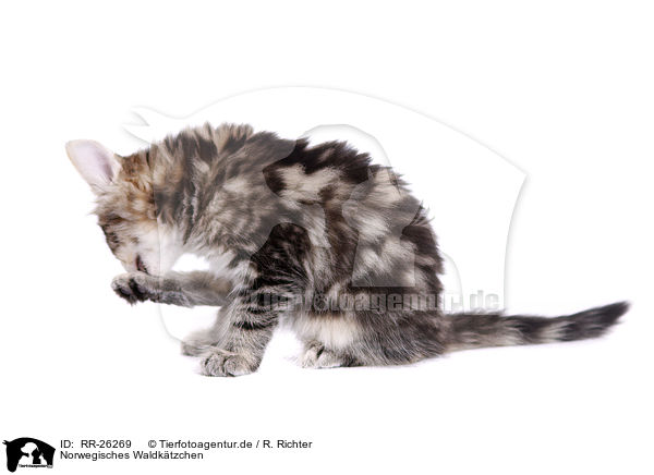 Norwegisches Waldktzchen / Norwegian Forest Kitten / RR-26269