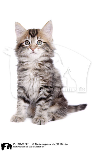 Norwegisches Waldktzchen / Norwegian Forest Kitten / RR-26272