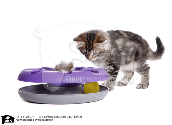 Norwegisches Waldktzchen / Norwegian Forest Kitten / RR-26274