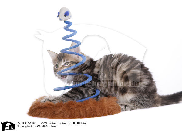 Norwegisches Waldktzchen / Norwegian Forest Kitten / RR-26284