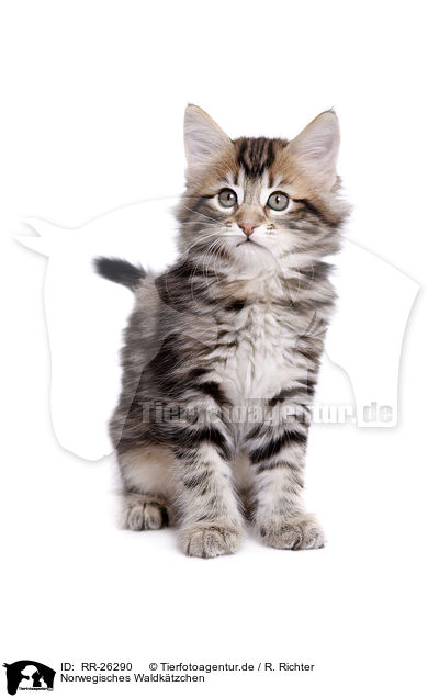 Norwegisches Waldktzchen / Norwegian Forest Kitten / RR-26290