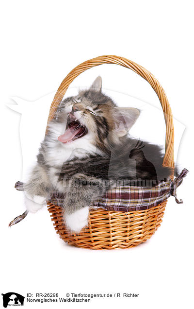 Norwegisches Waldktzchen / Norwegian Forest Kitten / RR-26298