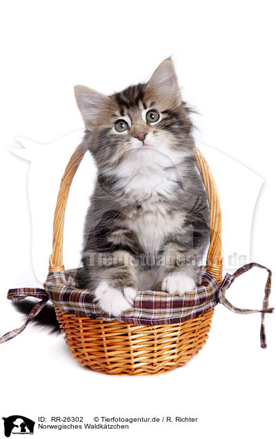 Norwegisches Waldktzchen / Norwegian Forest Kitten / RR-26302