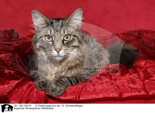 liegende Norwegische Waldkatze / SS-19218