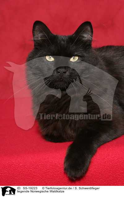 liegende Norwegische Waldkatze / SS-19223