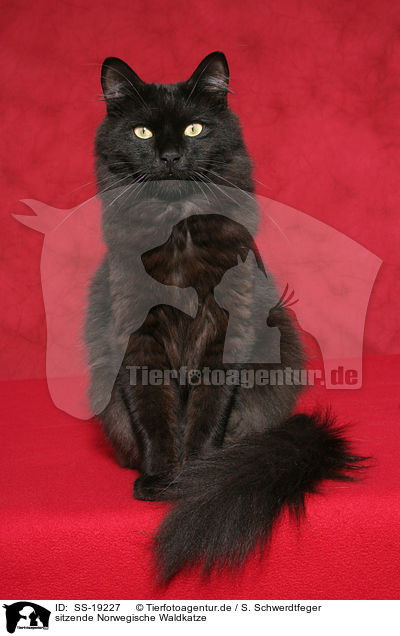 sitzende Norwegische Waldkatze / SS-19227