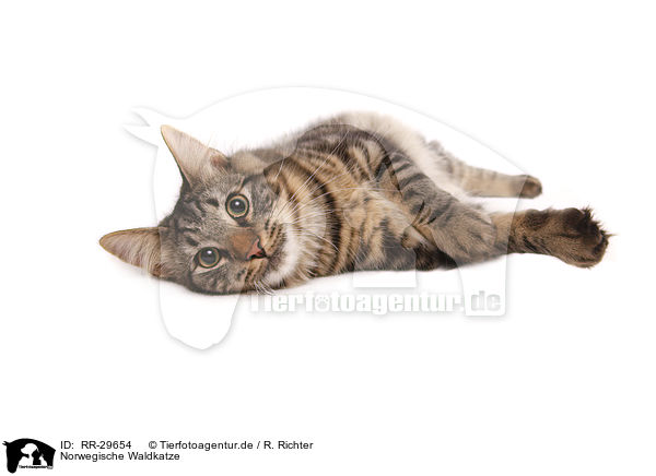 Norwegische Waldkatze / RR-29654