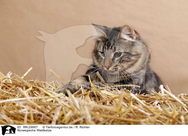 Norwegische Waldkatze / RR-29667