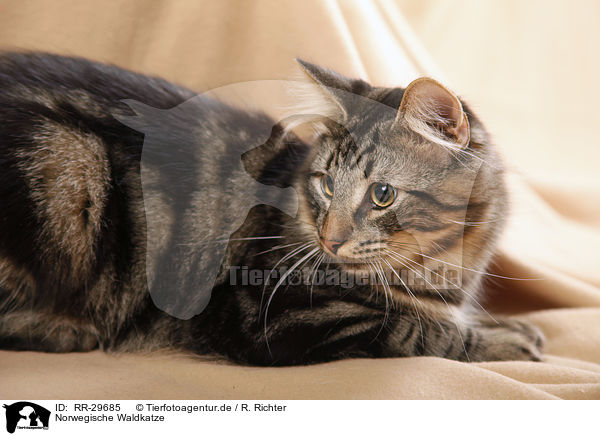 Norwegische Waldkatze / RR-29685
