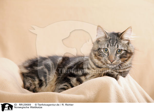 Norwegische Waldkatze / RR-29689
