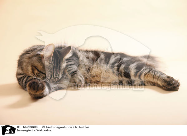 Norwegische Waldkatze / Norwegian Forest Cat / RR-29696
