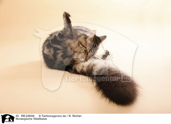 Norwegische Waldkatze / Norwegian Forest Cat / RR-29698