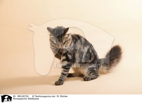 Norwegische Waldkatze / RR-29700