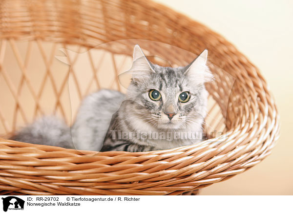 Norwegische Waldkatze / RR-29702