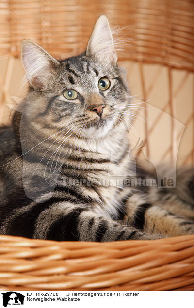 Norwegische Waldkatze / RR-29708