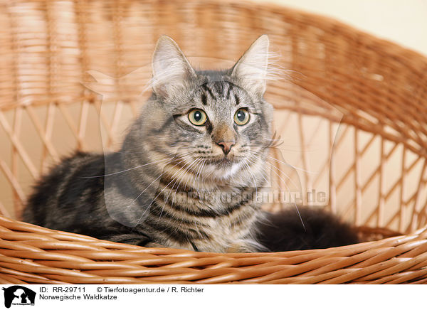 Norwegische Waldkatze / Norwegian Forest Cat / RR-29711