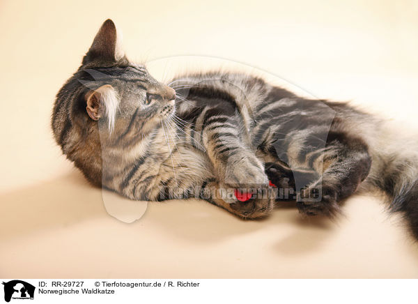 Norwegische Waldkatze / RR-29727