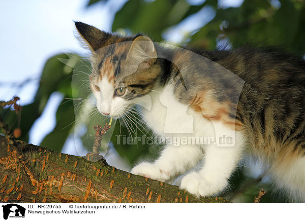 Norwegisches Waldktzchen / Norwegian Forest Kitten / RR-29755