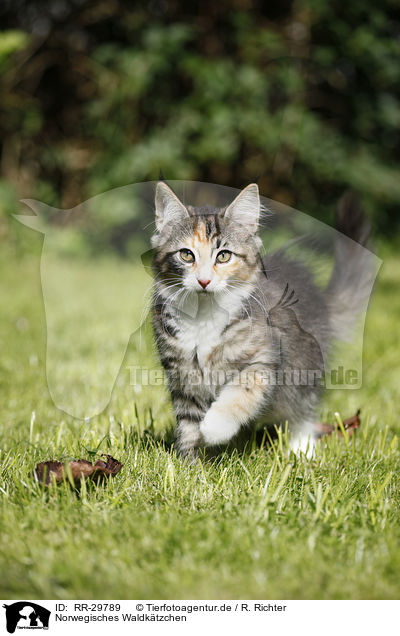 Norwegisches Waldktzchen / Norwegian Forest Kitten / RR-29789