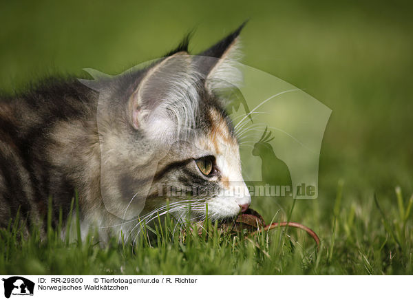 Norwegisches Waldktzchen / Norwegian Forest Kitten / RR-29800