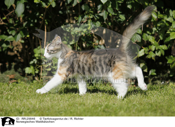 Norwegisches Waldktzchen / Norwegian Forest Kitten / RR-29846