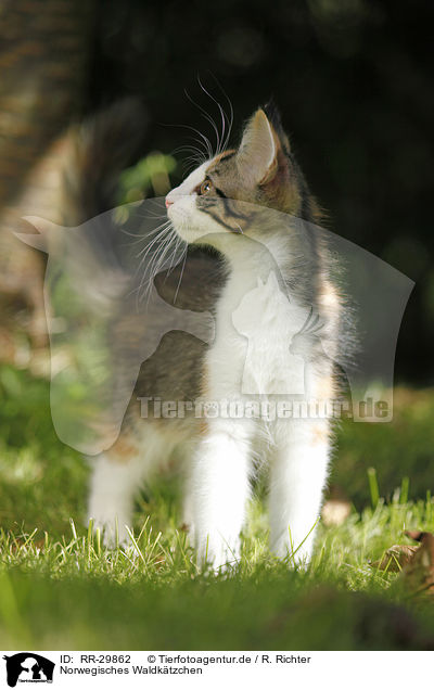 Norwegisches Waldktzchen / Norwegian Forest Kitten / RR-29862